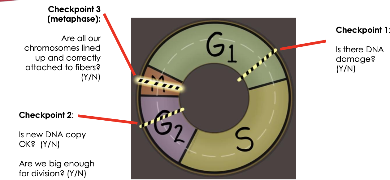 <p><strong>Checkpoint 1</strong>:</p><p>Is there DNA</p><p>damage?</p><p>(Y/N-</p><p></p><p><strong>Checkpoint 2</strong>:</p><p>Is new DNA copy</p><p>OK? (Y/N)</p><p>Are we big enough</p><p>for division? (Y/N)</p><p></p><p><strong>Checkpoint 3</strong></p><p><span style="font-family: "Century Gothic"; line-height: normal; font-size: 18px;"><strong>(metaphase):</strong></span></p><p><span style="font-family: "Century Gothic"; line-height: normal; font-size: 18px;">Are all our</span></p><p><span style="font-family: "Century Gothic"; line-height: normal; font-size: 18px;">chromosomes lined</span></p><p><span style="font-family: "Century Gothic"; line-height: normal; font-size: 18px;">up and correctly</span></p><p>attached to fibers?</p><p><span style="font-family: "Century Gothic"; line-height: normal; font-size: 18px;">(Y/N)</span></p>