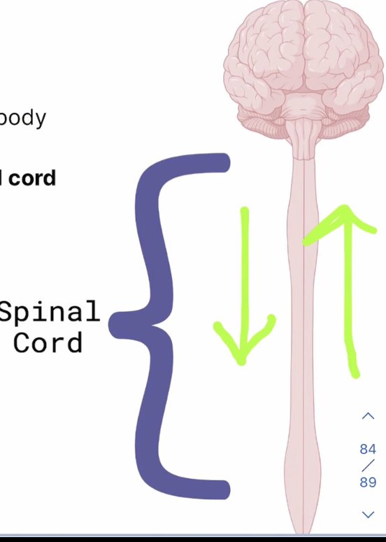 <p>Relay signals from the brain to the muscles via ventral roots </p>