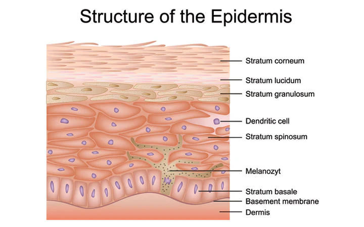 <ol><li><p>What stratum corneum</p></li><li><p>stratum lucidum</p></li><li><p>stratum granulosum</p></li><li><p>stratum spinosum</p></li><li><p>stratum basale</p></li></ol><p></p>