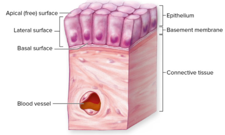 <p>Basal Surface</p>