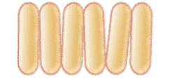 <p>palisade</p>