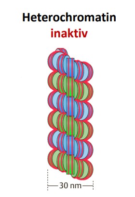 <p>Welche Histonmarkierungen sind typisch für <span style="color: red;">inaktives Heterochromatin</span>?</p>