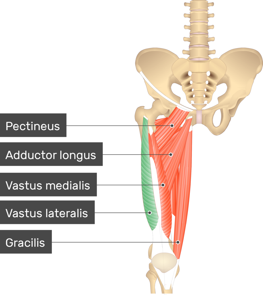 <p>Proximal Attachment (O): Greater trochanter and lateral lip of linea aspera of femur</p><p>Distal Attachment (I): Via common tendinous (quadriceps tendon) and independent attachments to base of patella; indirectly via patellar ligament to tibial tuberosity; medial and lateral vasti also attach to tibia and patella via aponeuroses (medial and lateral patellar retinacula).</p><p>Nerve: Femoral nerve (L2, L3, L4)</p><p>Action: Extends knee joint; rectus femoris also steadies hip joint and helps iliopsoas flex hip joint.</p>