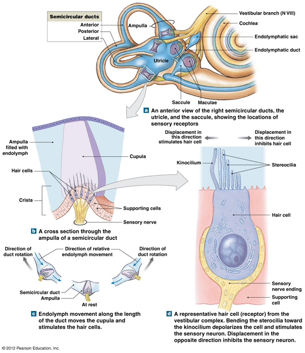 <p>Semicircular ducts</p>