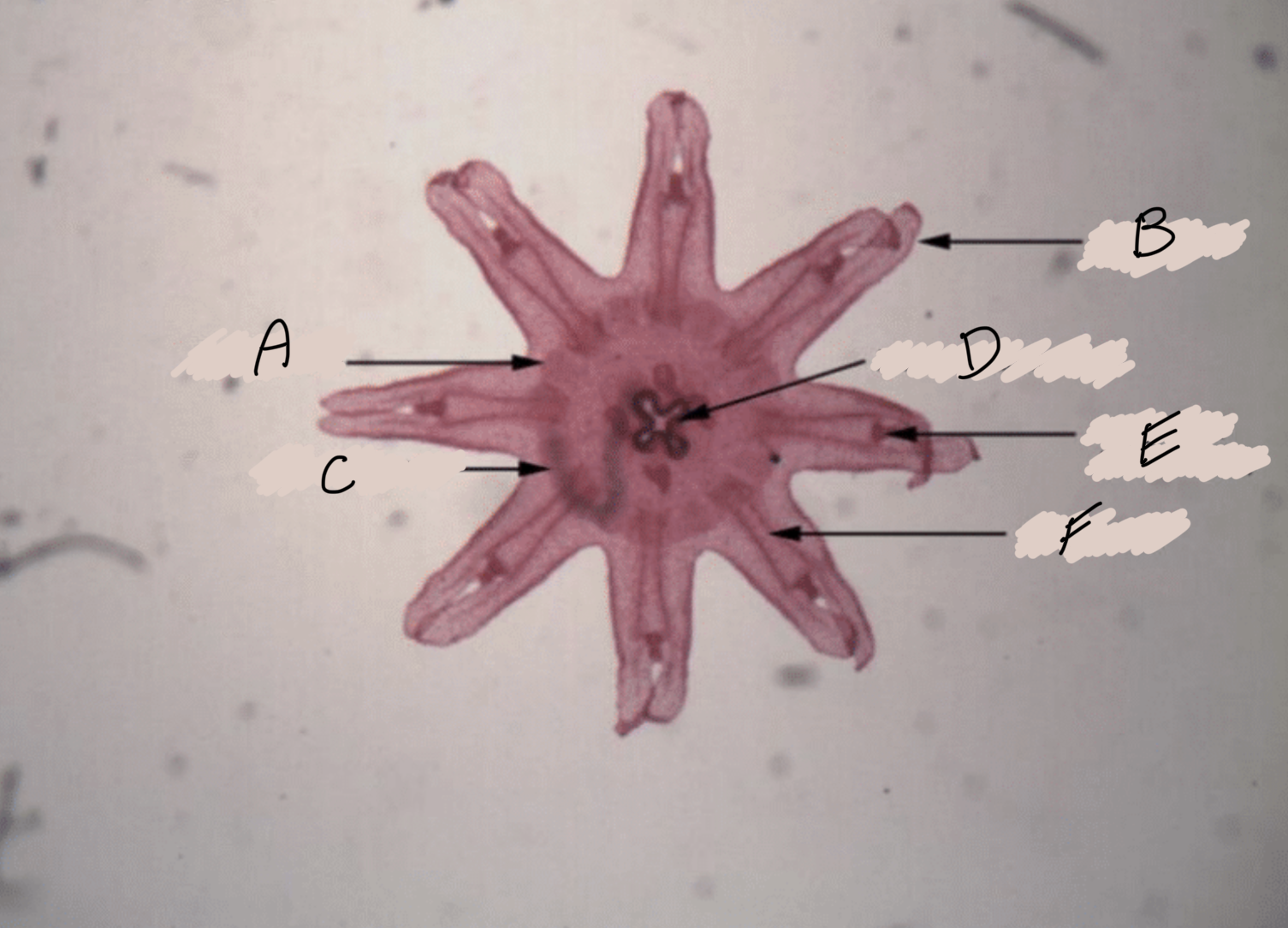 <p>Identify structure B</p>