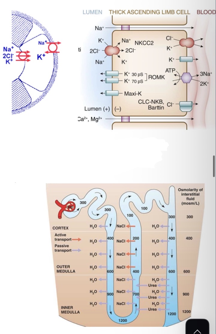 <p>L’ansa di Henle è la porzione più variabile del nefrone ed è l’unico ad essere localizzata nella midollare del rene.</p><p><span>• </span><strong><span>Branca Discendente:</span></strong><span> Permeabile all'acqua, NON ai soluti. L'acqua esce per osmosi (l'interstizio è iperosmotico). Il liquido luminale si concentra progressivamente (da 300 a 1200 mOsm/L nella midollare profonda).</span></p><p><span>• </span><strong><span>Branca Ascendente:</span></strong><span> Impermeabile all'acqua, attiva nel trasporto dei soluti. Presenta segmenti sottili (in particolare nelle anse di Henle lunghe, quindi quelle iuxtamidollari) e segmenti spessi.</span></p><p><span>• </span><strong><span>Meccanismi di Moltiplicazione:</span></strong><span> Creano l'iperosmolarità della midollare (quindi dell’interstizio).</span></p><p><span>• </span><strong><span>Attivo:</span></strong><span> Basato su NKCC nell'ansa. Dipende dal numero di segmenti spessi (si riduce con invecchiamento/malattie) e dai trasportatori (inibiti dai diuretici dell'ansa, che rendono urine abbondanti e isosmotici).</span></p><p><span>• </span><strong><span>Co-trasportatore NKCC2:</span></strong><span> Sulla membrana apicale (guidato dal gradiente di Na+). È elettricamente neutro (1 Na+, 1 K+, 2 Cl-).</span></p><p><span>• Il K+ viene parzialmente rilasciato nel lume (canali ROMK). Questo crea un </span><strong><span>potenziale trans-tubulare</span></strong><span> (lume +, interstizio -) che favorisce il riassorbimento paracellulare passivo di Na+, Ca2+, Mg2+ (perché il lume è positivo e quindi escono gli altri ioni positivi). Questo serve per recuperare alcuni ioni.</span></p><p><span>• </span><strong><span>Passivo:</span></strong><span> nei segmenti sottili sia ha riassorbimento passivo di Na e Cl, strettamente dipendente dal comportamento dell'</span><strong><span>urea</span></strong><span> (che dipende dalla dieta proteica e sviluppo).</span></p><p><span>Quindi dopo l’ansa nel lume che va ai tubuli distali esce sempre un </span><strong><span>liquido iposmotico </span></strong><span>perché si riassorbe il 25% di sali ma solo il 15% di acqua.</span></p>