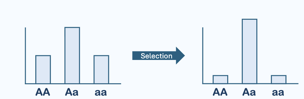 <p><strong><mark data-color="#NaNNaNNaN" style="color: inherit;">Selection favors heterozygotes, which decreases homozygotes. </mark></strong></p>