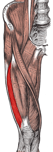<p>legs -> quads</p>