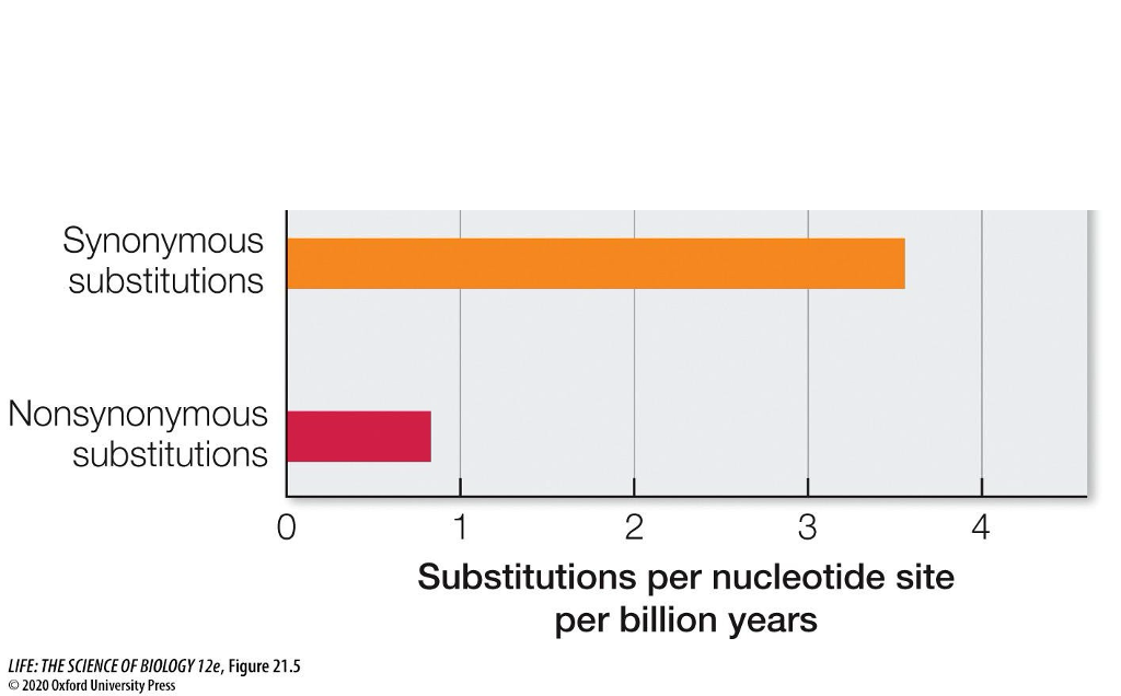 <ul><li><p>Synonymous substitutions (silent mutations) are neutral to natural selection and don’t change the protein and usually don’t matter, so they build up over time</p></li><li><p>Non-synonymous substitutions do change the protein</p><ul><li><p>Most non-synonymous substitutions are harmful and get removed (deleterious)</p></li><li><p>Some are almost neutral (small effect with similar AA or outside coding region)</p></li><li><p>A few are beneficial and can create a new or improved function (gain of function)</p></li></ul></li></ul><p></p>