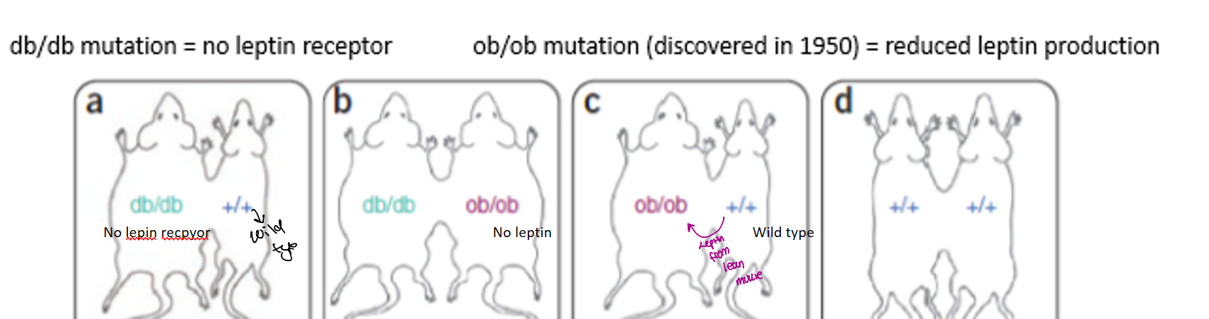 <p>what happens in these mice</p>