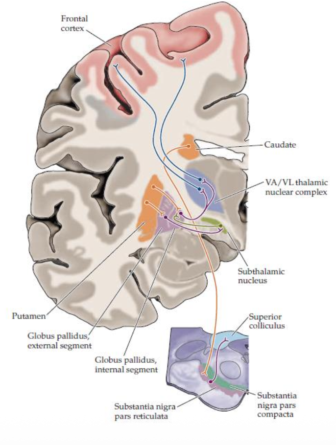 <ul><li><p>Many of its <strong><mark data-color="red" style="background-color: red; color: inherit;">projections reach the motor cortex </mark></strong>via a relay in the <strong><mark data-color="blue" style="background-color: blue; color: inherit;">thalamus</mark></strong></p></li><li><p class="p1">Also projects to the <strong><mark data-color="green" style="background-color: green; color: inherit;">subthalamic nucleus</mark></strong></p></li><li><p class="p1">This way, the <strong>loop</strong> circuitry of the basal ganglia is complete.</p></li></ul><p></p>