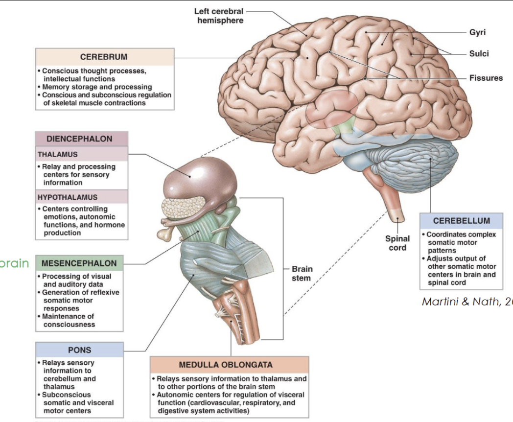 <ul><li><p><strong>Diencephalon</strong></p><ul><li><p><strong>Thalamus</strong> → relays sensory information to the cortex</p></li><li><p><strong>Hypothalamus</strong> → maintains homeostasis, and regulates emotions</p></li><li><p><strong>Epithalamus (pineal gland)</strong> → day and night cycles (melatonin produced in response to darkness)</p></li></ul></li><li><p><strong>Brainstem</strong></p><ul><li><p><strong>Midbrain</strong> → visual and auditory reflexes</p></li><li><p><strong>Pons</strong> → Relays signals between brain regions and regulates sleep and breathing</p></li><li><p><strong>Medulla oblongata</strong> → Controls autonomic functions</p></li></ul></li><li><p><strong>Cerebellum</strong></p><ul><li><p>Coordinates movement, balance, and posture (works subconsciously)</p></li></ul></li></ul><p></p>