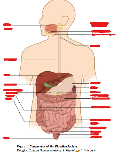 <p>Digestion System Diagram</p>