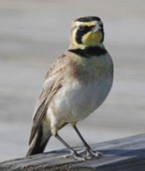 <p>Order: Passeriformes<br>Family: Alaudidae</p>