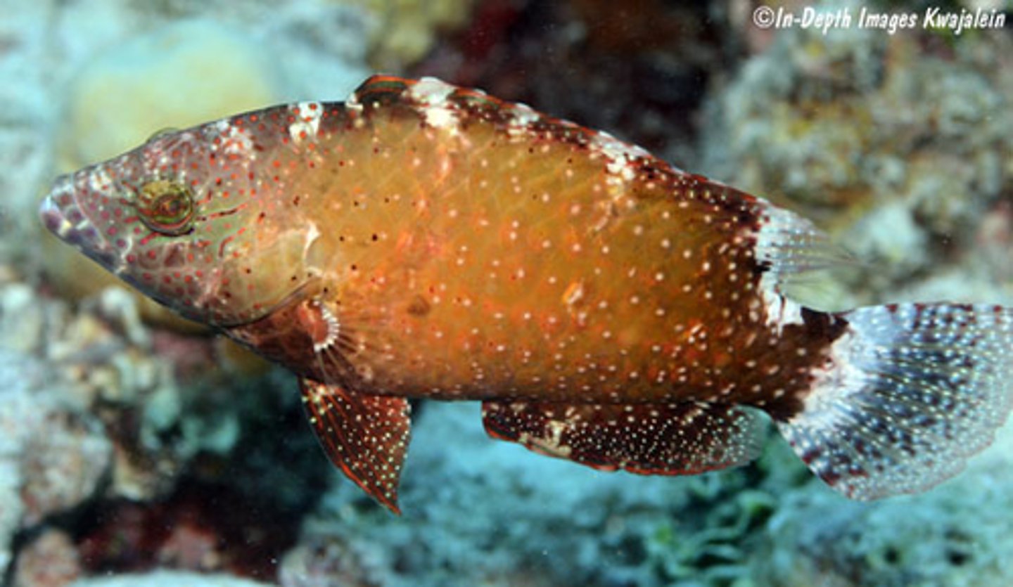 <p>Cheilinus chlorouros</p>