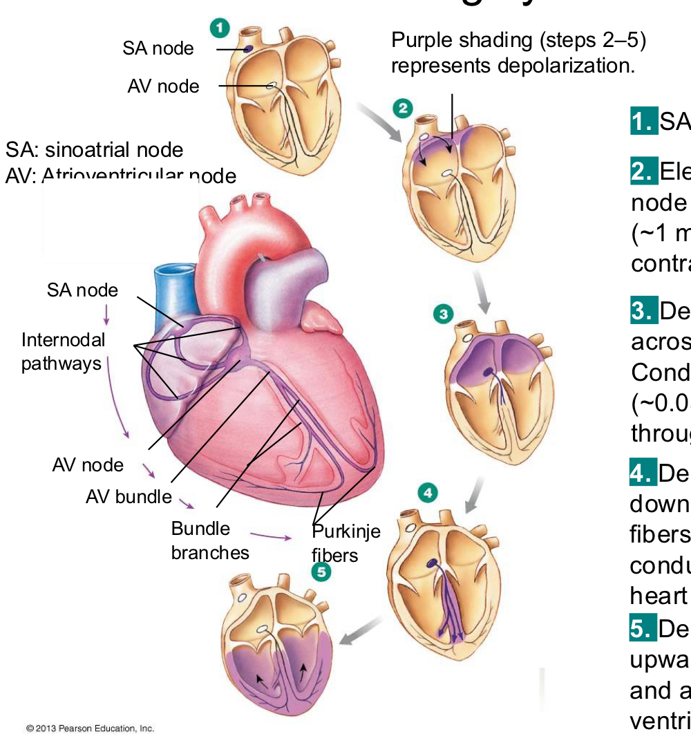 <p>1) SA node depolarizes</p><p>2) electrical activity goes rapidly to AV node via internodal pathways and tells the atria to contract</p><p>3) depolarization spreads more slowly across atria. Conduction slows through AV node. wave of contraction through the atria</p><p>4) depolarization moves from AV node down the septum through the purkinje fibers rapidly through ventricular conducting system to the apex of the heart</p><p>5) depolarization wave spreads upward from the apex and a wave of contraction from the ventricle </p>
