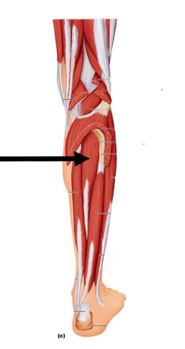 <p>Ankle inversion/plantarflexion</p><p>O: posterior tibia, fibula I: metatarsals 2-4</p>