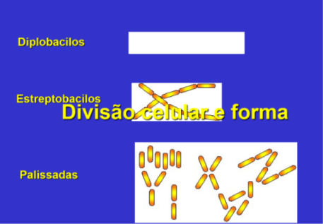 <p>obtido por divisão</p>