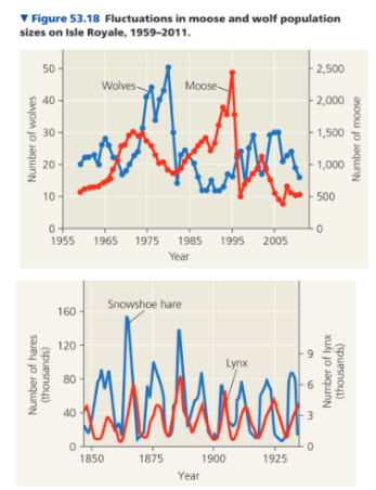 <ul><li><p><span style="background-color: transparent;">Population dynamics: Population fluctuations from year to year or place to place.&nbsp;</span></p><ul><li><p><span style="background-color: transparent;">Influenced by many factors and affect other species (due to interactions).</span></p></li><li><p><span style="background-color: transparent;">Certain animals may have a relationship with each other. For example in moose wolf populations, when the wolves increase the moose decrease (the wolves eventually decrease due to lack of food) and vice versa.</span></p></li><li><p><span style="background-color: transparent;">Boom-bust cycles: Predator-prey interactions, increase and decrease together every few years.</span></p><ul><li><p><span style="background-color: transparent;"><em>Example: Hare decreases causing lynx to decrease as well. Hare decreases due to other predators exploiting the population.</em></span></p></li></ul></li></ul></li></ul><p></p>