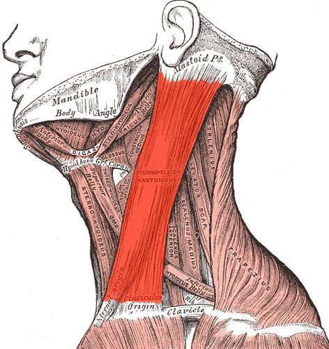 <p>head movement</p>
