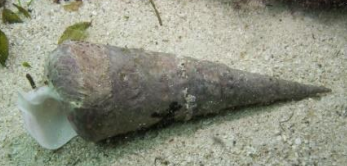 <p>MOLLUSCA Giant creeper </p>