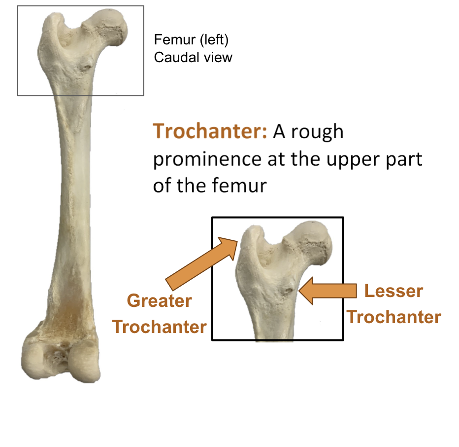 <p>A rough prominence at the upper part (Proximal) of the femur</p>
