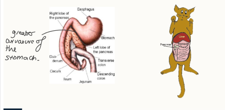 <ul><li><p>one part along the greater curvature of the stomach, other part cranial to the duodenum</p></li></ul><p></p>