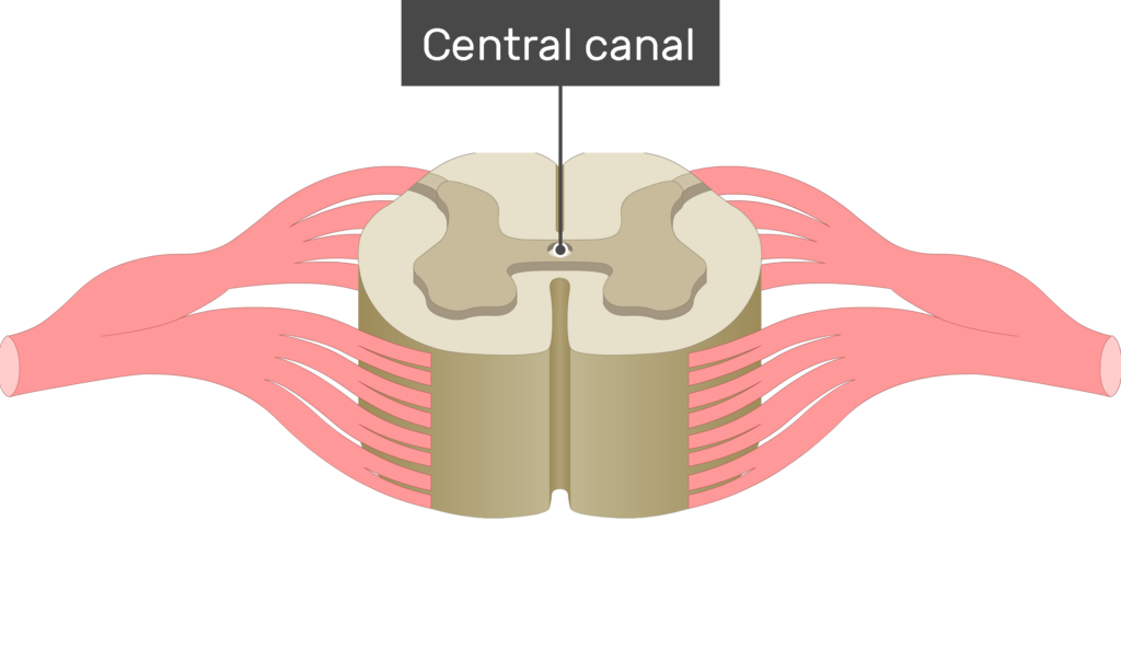 <p>middle dot on spinal cord, filled with cerebral spinal fluid</p>