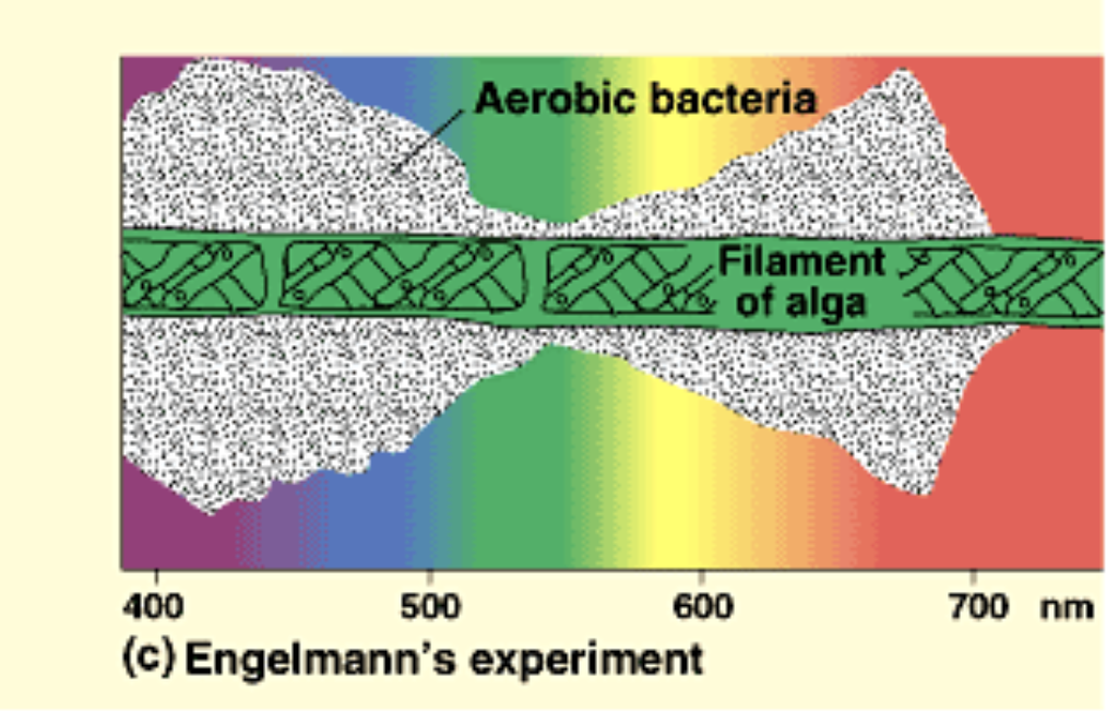 <p>Engelmann’s Experiment</p>