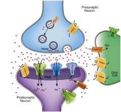 <p>main excitatory neurotransmitter in the nervous system; participates in relay of sensory information and learning</p>