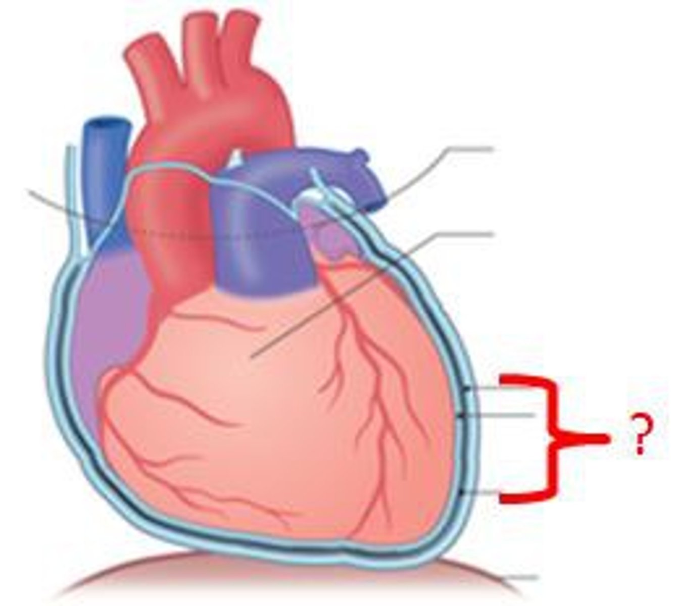 <p>surrounds the heart and helps prevent overfilling.</p>