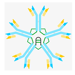 <p>Main antibody in the <span style="color: red;">primary response,</span> acts as an antigen-binding receptor on <span style="color: red;">B cells,</span> and is highly efficient in <span style="color: red;">complement activation and agglutination. </span><span style="color: rgb(255, 254, 254);">Important in defense against </span><span style="color: red;">bacteria and viruses</span><span style="color: rgb(255, 254, 254);">.</span></p><p></p>