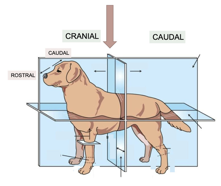 <p>Separates Cranial (front) and Caudal (back); can also separate rostral (close to nose) from caudal (close to head) </p>