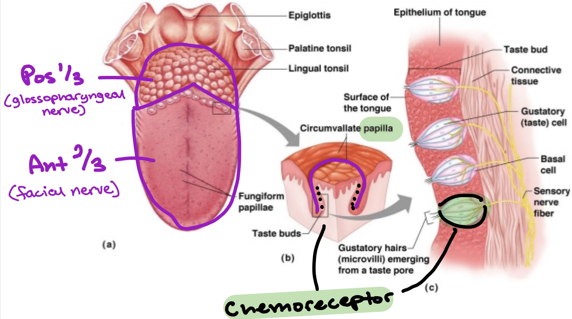 <ul><li><p>Anterior 2/3 of tongue → facial nerve (CN Vll / 7)</p></li><li><p>Posterior 1/3 of tongue → glossopharyngeal nerve (CN lX / 9)</p></li></ul><ul><li><p>Tongue have <strong>Papillae</strong> that house chemoreceptors</p></li></ul><p></p>