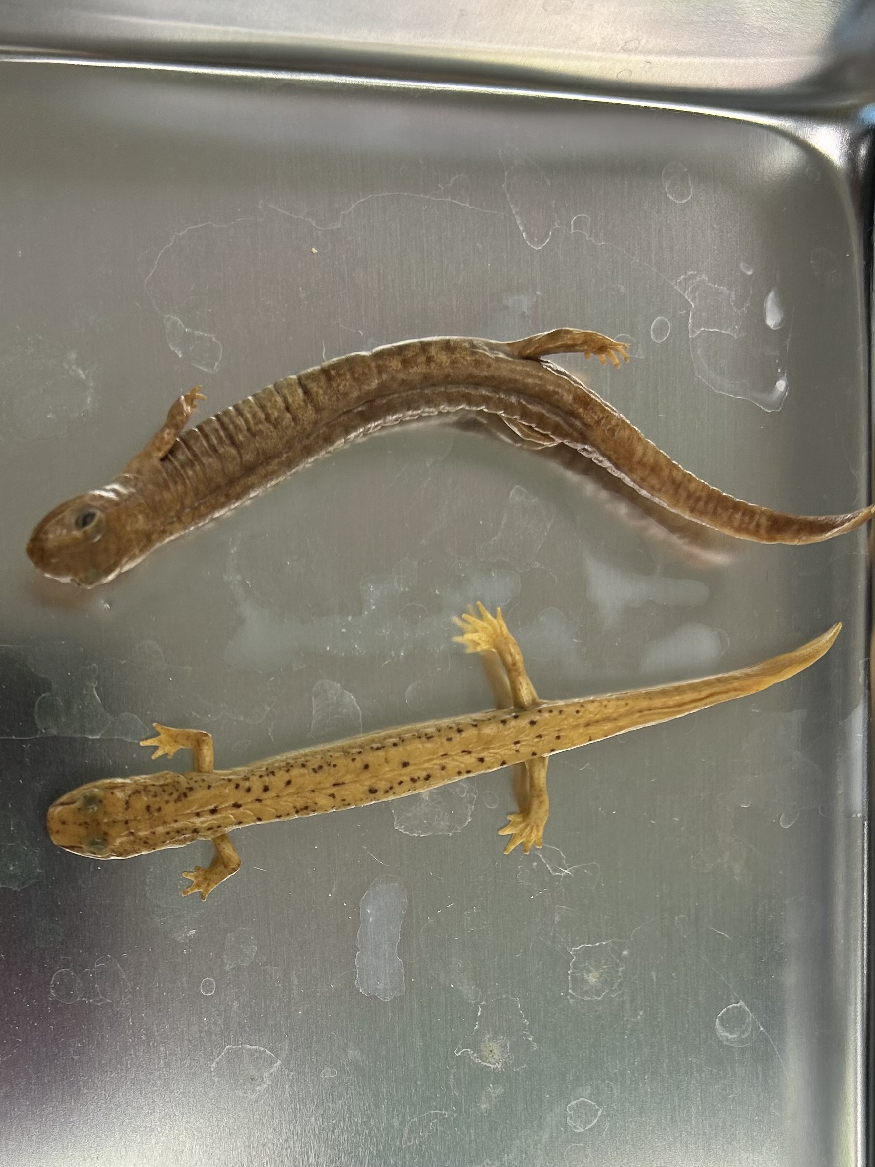 <p>-spring sal</p><p>-large, stout body</p><p>-orange dorsum w/ small dark spots</p><p>-eye to nostril line</p><p>-summer eggs, 4 yrs as larvae</p><p>-western</p><p>-plethodontidae</p>