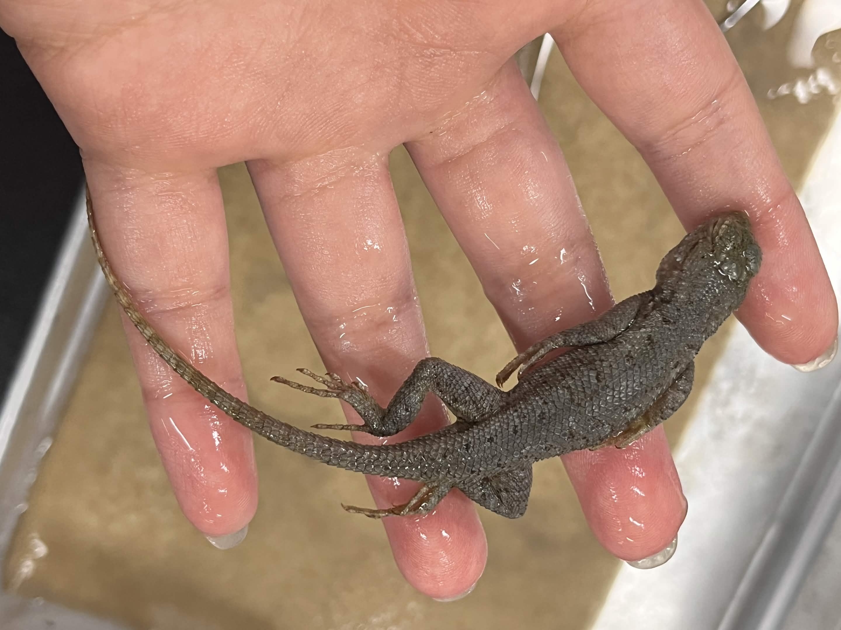 <p>Family + Species?</p><ul><li><p><strong>shoulder pads</strong></p></li><li><p>Smaller scales</p></li></ul><p></p>