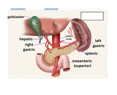 <p>Arteries, branches of the celiac trunk</p>