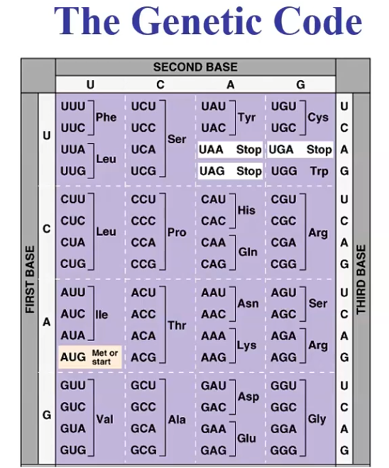 <p>Can you decode using this table? A U G C C C G A G A A A U G A</p>