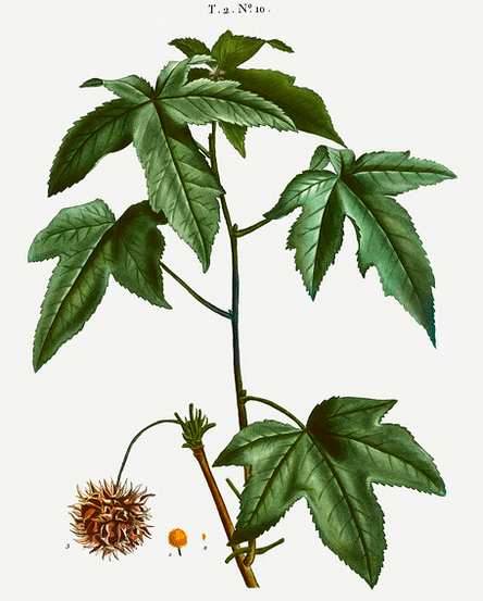 <p>Liquidambar styraciflua</p>