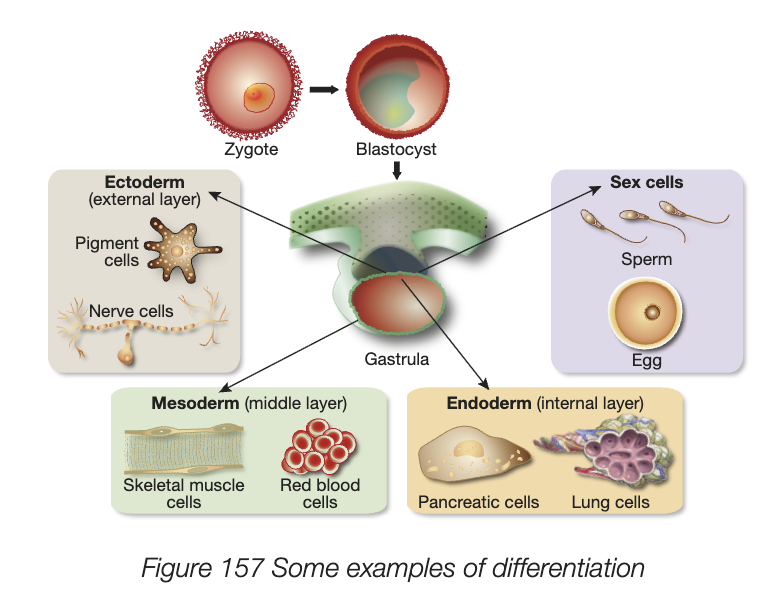 <ul><li><p>all organisms that reproduce sexually start as a fertilised egg or zygote, a single cell divides and grows to form blastocyst, then gastrula, then different cells type develop</p></li><li><p>every somatic cell contains all genetic info needed to carry out every function but only small portion of this is activated in each cell</p></li><li><p>differentiation - process where cells with identical chromosomes and genes become different and specialised in both structure and function </p></li></ul><p></p>