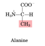 <p>•Non-essential</p><p>•Important in AA catabolism because it is an inter-organ carrier of nitrogen (to liver &amp; kidney)</p><p>•Important role in the glucose-alanine cycle</p><p></p>