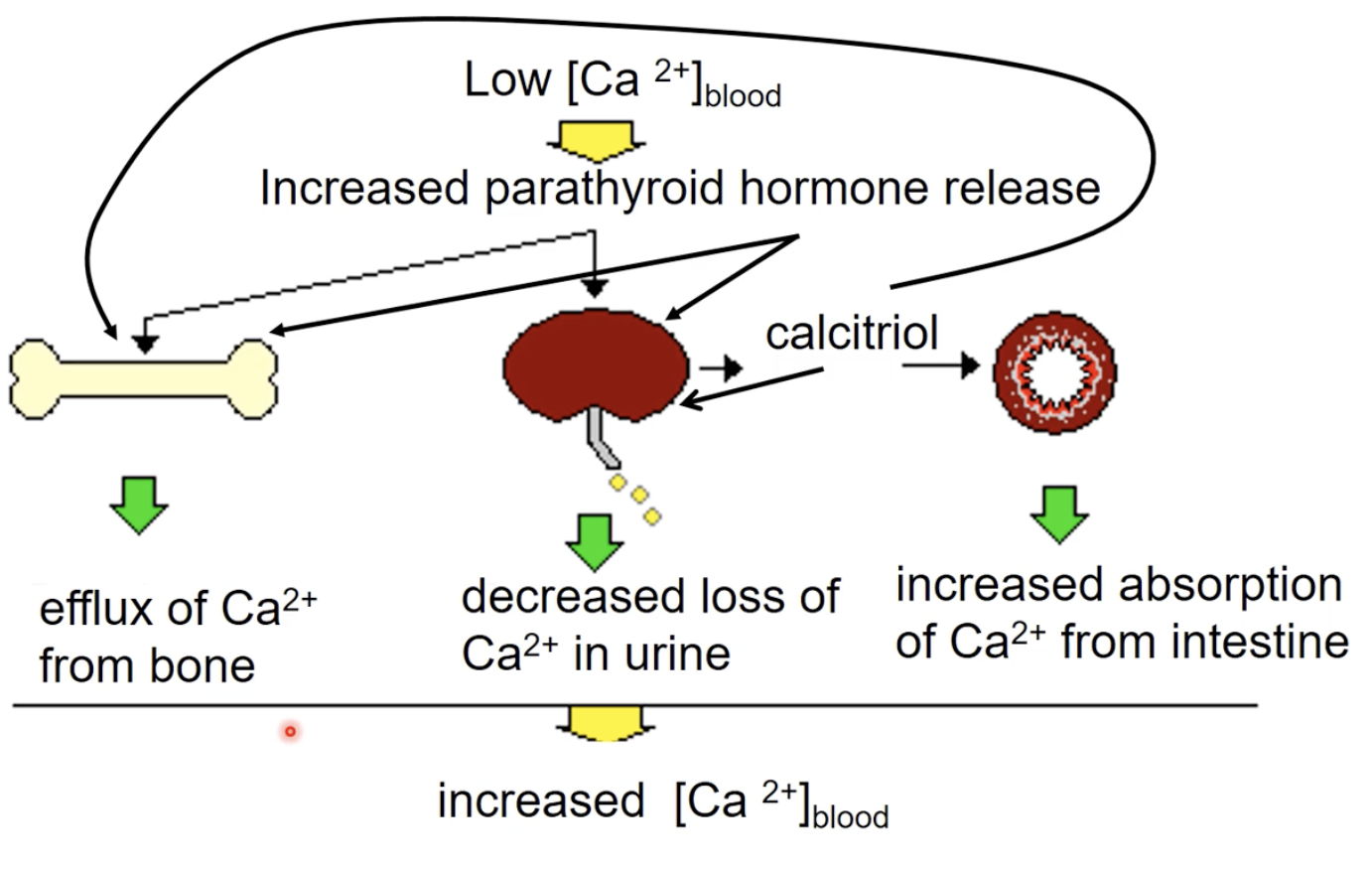 <ul><li><p>main goal: increase Ca2+ concentration in the blood</p></li><li><p>Bone: increase resorption</p><ul><li><p>Increase PTH</p></li></ul></li><li><p>Kidney: retain Ca2+ and prevent loss</p><ul><li><p>Increase PTH which also increases calcitriol</p></li></ul></li><li><p>Intestine: increase CA2+ absorption</p><ul><li><p>calcitriol by the help of the increase of PTH</p></li></ul></li></ul><p></p>