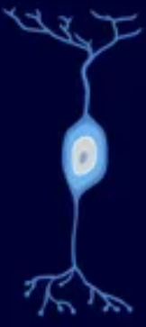 <p>cell body in middle</p>