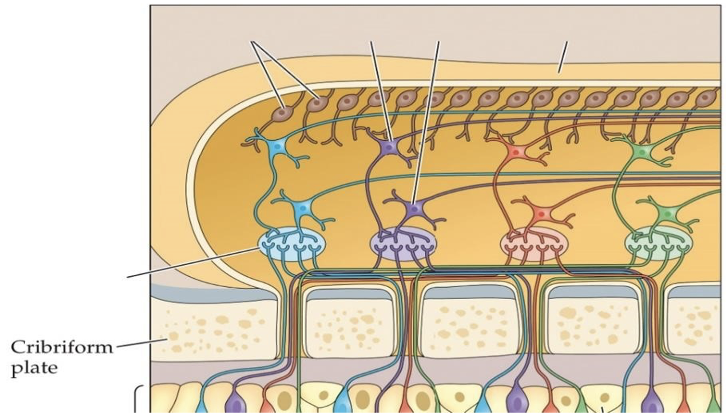 <ol start="91"><li><p><span style="background-color: transparent;"><strong>Refer to the figure below- Which label corresponds to [Cell type]. [I will give you a cell type, you’ll need to identify it].&nbsp;</strong></span></p></li></ol><p></p>