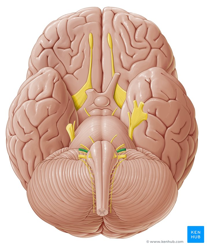 <p><br><span>The eighth cranial nerve. Sensory nerves that carry information regarding hearing, balance, and equilibrium from the inner ear. The nerves form 2 branches. A vestibular branch innervates the vestibule and semicircular canals of the ear, and carries information related to balance and equilibrium. A cochlear branch carries hearing information from the cochlea of the inner ear. Tested with hearing and balance tests. </span></p>