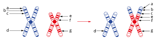 <p><span style="line-height: 115%;">Section of DNA is inserted into a chromosome, adding extra genetic material. May disrupt genes or alter gene expression depending on where the inserted DNA is located. </span></p>