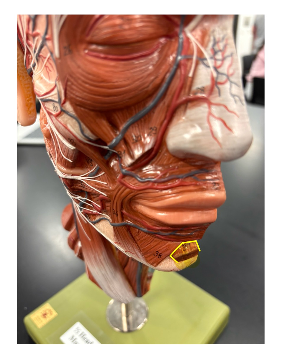 <p>name the muscle and its action</p>