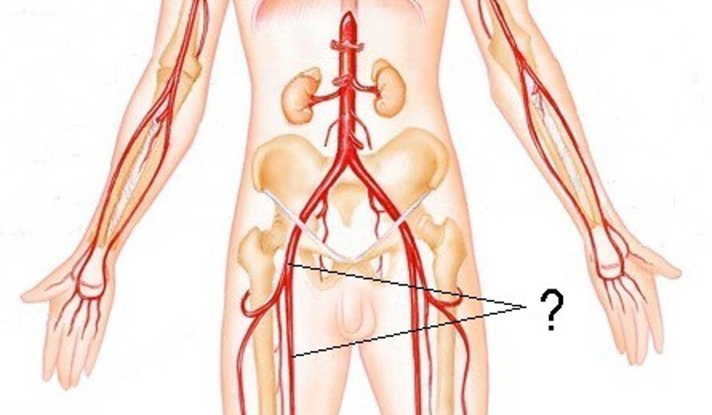 <p>The major artery of the thigh, a continuation of the external iliac artery. It supplies blood to the lower abdominal wall, external genitalia, and legs. It can be palpated in the groin area.</p>