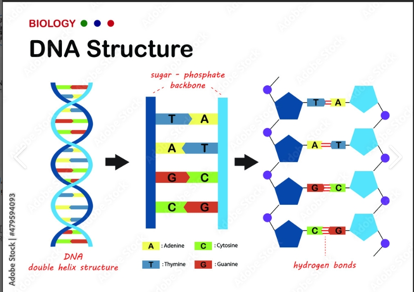 <p>The structure of DNA has a ____ _____, ______ bonds holding the base pairs and ______ bonds holding the backbone. The chemical structure of the ______ is common to all life on earth. </p>
