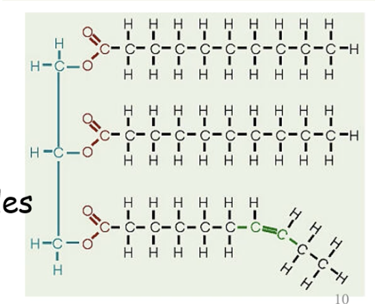 <ul><li><p>triglyceride is a glycerol backbone</p></li><li><p>in the image: three carbon molecule and bluish green that is associated with three fatty acids<br>   - the three fatty acids don’t all have to be the same <br>       - they can be various combinations of saturated and unsaturated</p></li><li><p>in animals we tend to find high concentrations of saturated fats</p></li></ul><p></p>